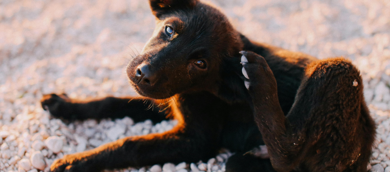 Doença do carrapato