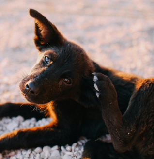 Doença do carrapato